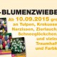 Bremer-News_Blumenzwiebeln